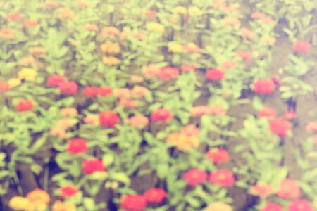 Blurred of colorful flowers as background (vintage style)の写真素材