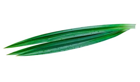 Fresh green pandan leaves with water drop isolated on white background.の写真素材