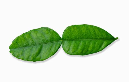 Leaf of Kaffir lime (bergamot)  isolated on white background.