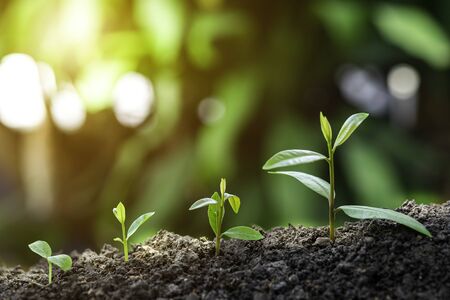 Agriculture and plant grow sequence with morning sunlight and dark green blur background....