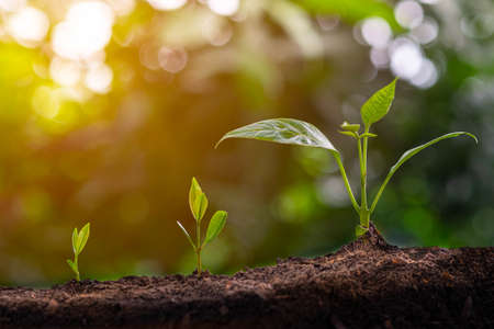 Young plant grow sequence in soil garden agriculture with sunlight green blur background. Germinating seedling step sprout growing from seed. Tree, nature ecology and growth concept with copy space.の写真素材
