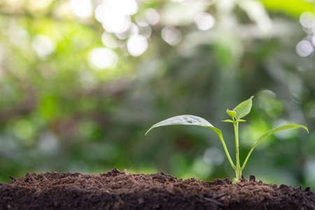 Agriculture and plant grow sequence with bokeh green blur background. Germinating seedling grow step...