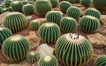 Gardens botany beautiful succulent cactus plant.Tropical nature and spiny yellow gold sharp spikes...
