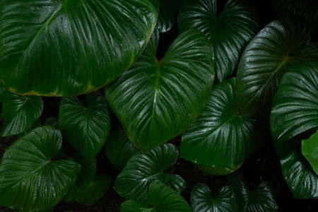 Creative layout, tropical rainforest foliage plants bushes dark green leaves. Abstract natural...