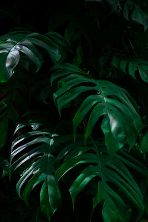Creative layout, tropical rainforest foliage plants fern bushes dark green leaves. Abstract natural spring green leaf wallpaper pattern texture background. Empty free space. Top view nature concept.の写真素材