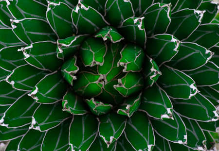 Close-up of Agave univittata plants dark green leaves. Abstract natural green leaf wallpaper pattern...