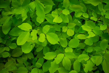 Light green leaves nature garden background. Tropical rainforest foliage leaf plant bushes. Abstract...