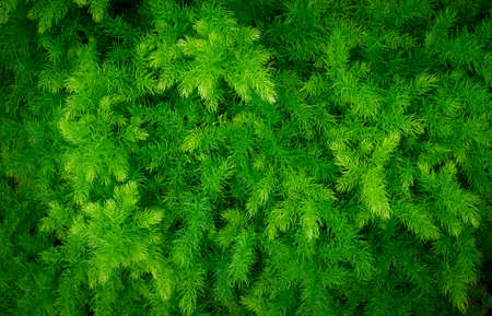 Green leaves nature garden background. Tropical rainforest foliage leaf plant bushes. Abstract...