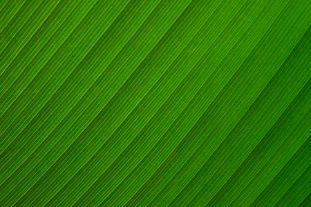 Close-up of Green leaf nature texture abstract background. Detail of foliage pattern structure macro of plant.の写真素材