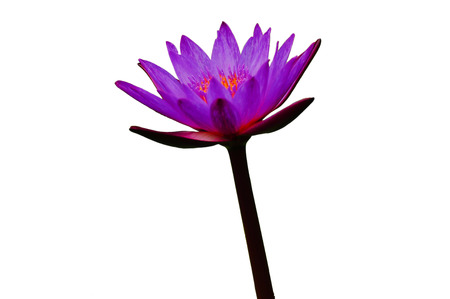 Beautiful lotuslotus flower isolated on white backgroundの写真素材