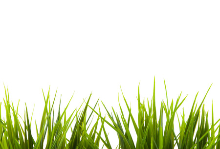 grass on white backgroundの写真素材
