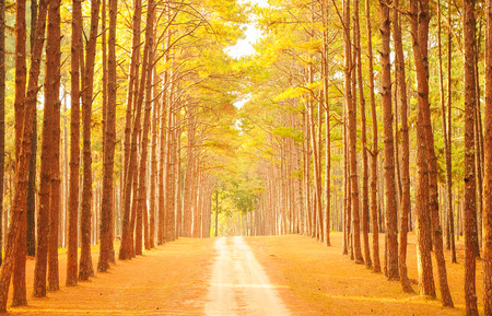 Fir Park Landscape in Thailandの写真素材