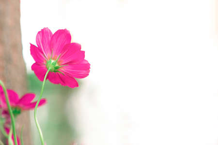 Beautiful cosmos flowers blooming in the garden. Pink cosmos spring flowers on a garden background. Space for message.の写真素材