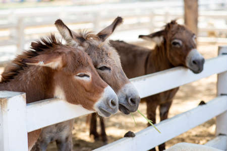 Three Horse or donkey in the farm. Head of Couple brown Horse or donkey in the stall. Horse or donkey lover and third party.の写真素材