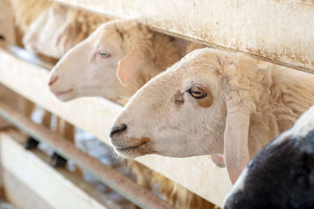 Many Sheep in the farm. Head of white Sheep in the stall. Sheep wait eating grass from traveler.の写真素材