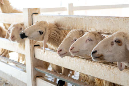 Many Sheep in the farm. Head of white Sheep in the stall. Sheep wait eating grass from traveler.の写真素材