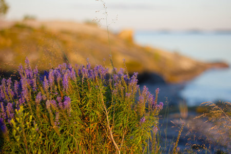view of Ladoga skerries at sunset in the republic of karelia. High quality photo