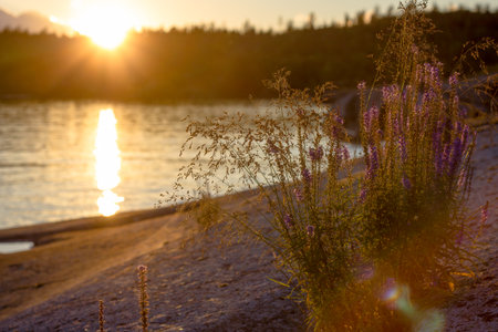 view of Ladoga skerries at sunset in the republic of karelia. High quality photoの写真素材
