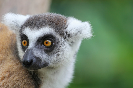 Ring-tailed Lemur (Lemur catta) at the khow keaw open Zoo, Thailand.
