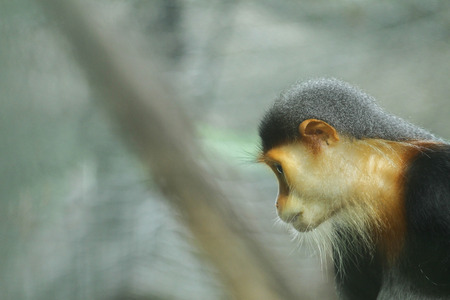 Red-shanked Douc (Pygathrix nemaeus)  in Thailand