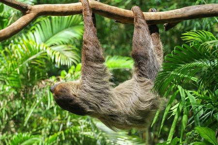 amazing Sloth in the air の写真素材
