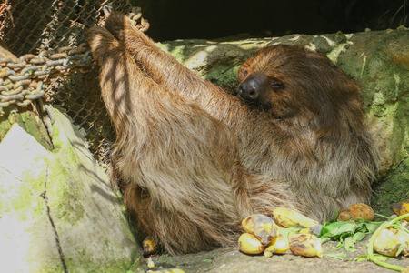 amazing Sloth in the air 