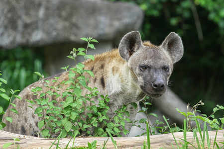 spotted hyena looking to the photographer.の写真素材