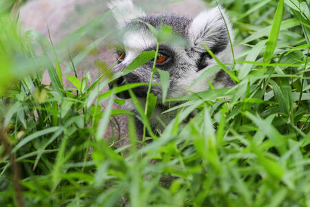 Ring-tailed Lemur (Lemur catta) at the khow keaw open Zoo, Thailand.の写真素材