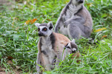Ring-tailed Lemur (Lemur catta) at the khow keaw open Zoo, Thailand.の写真素材