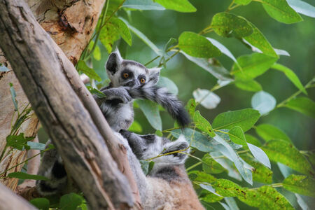 Ring-tailed Lemur (Lemur catta) at the khow keaw open Zoo, Thailand.の写真素材