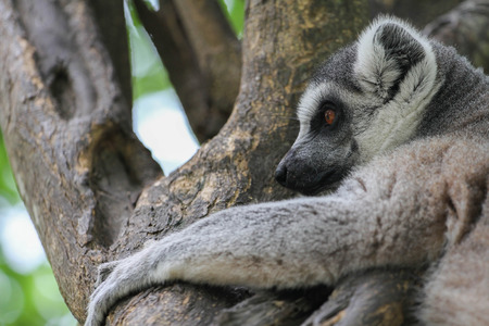 Ring-tailed Lemur (Lemur catta) at the khow keaw open Zoo, Thailand.の写真素材