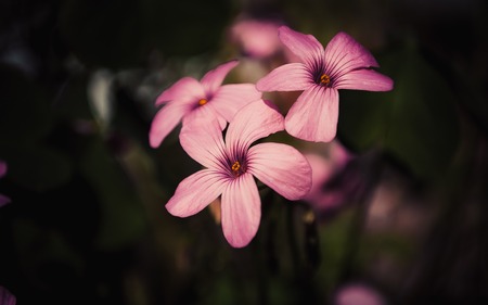 pink oxalis flower close up on dark backgroundの写真素材