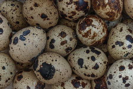 scattering of small quail eggs for cookingの写真素材