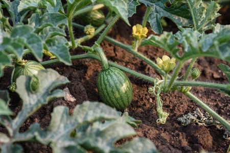 Young small round watermelon lie in the garden bed in fine clear weather morning close-upの写真素材
