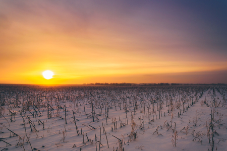 Sunset on Sunflower Field Covered with Snowの写真素材