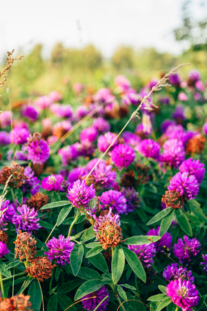Meadow of Pink Clover Flowers on a Sunny Day. Selective Focus.の写真素材