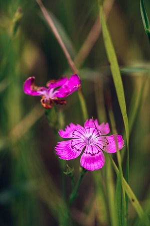 Beautiful Purple Forest Flower on Blurredの写真素材