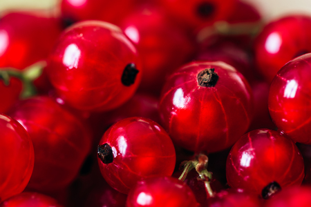 Ripe and Juicy Red Currant.の写真素材