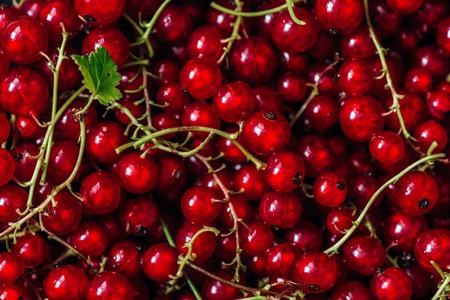 Ripe and Juicy Red Currant.