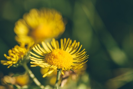 Beautiful yellow flowers on blurredの写真素材