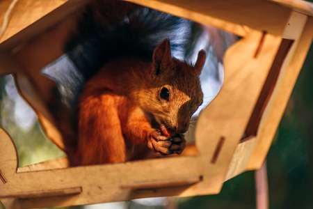Red squirrel eats nuts in handmade feeder in city park.の写真素材