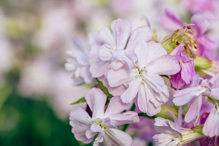 Beautiful pink flowers on blurredの写真素材