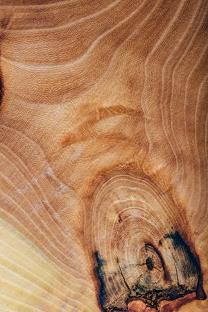 Ash wood slab texture with annual rings, background or wallpaper.の写真素材