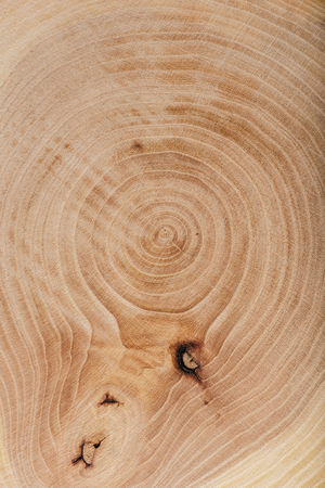 Ash wood slab texture with annual ringsの写真素材
