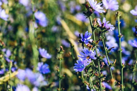 Bee collects the nectar from the flowers of common chicoryの写真素材