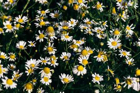 Background of wild chamomile flowers on lawn at summer dayの写真素材