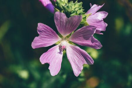Wild flower of pink field geranium. Close upの写真素材