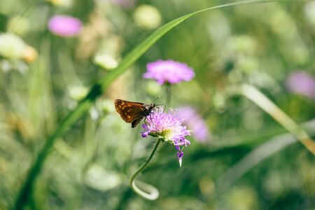 Orange butterfly sitting on the pink flowerの写真素材