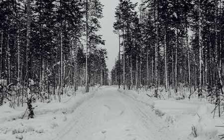 Long winter road in pine forest. Black and white.の写真素材