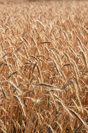 Background of the wheat field. Selective focusの写真素材